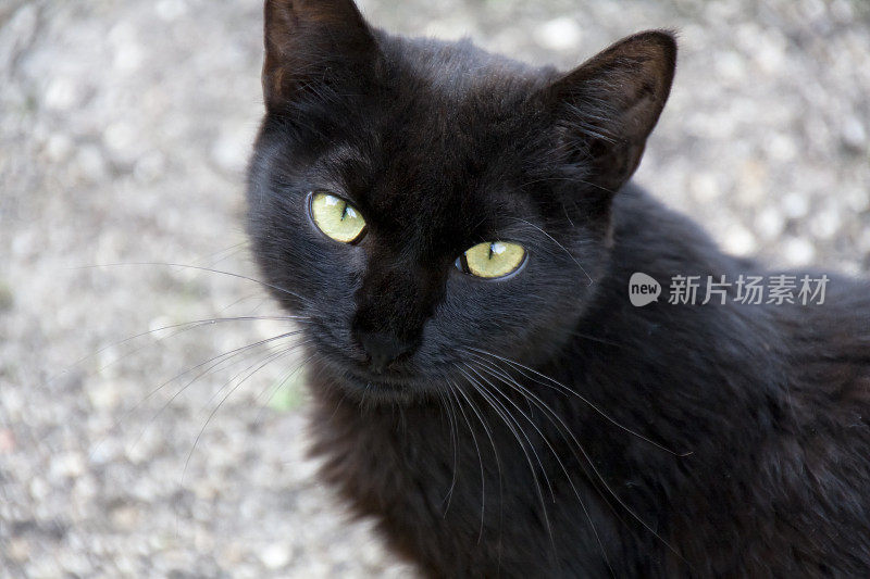 一个黑猫的近距离肖像。