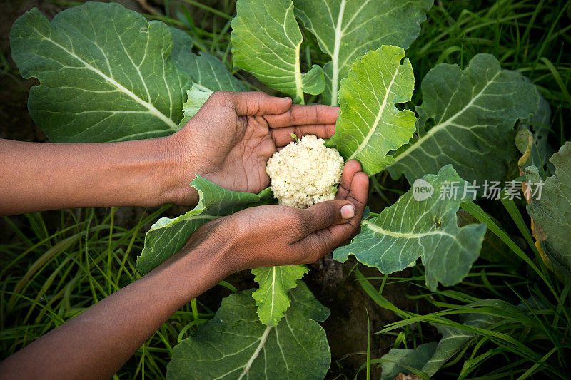 新鲜的花椰菜