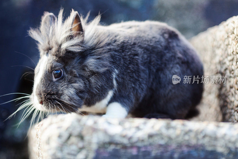 复活节兔子在草地上