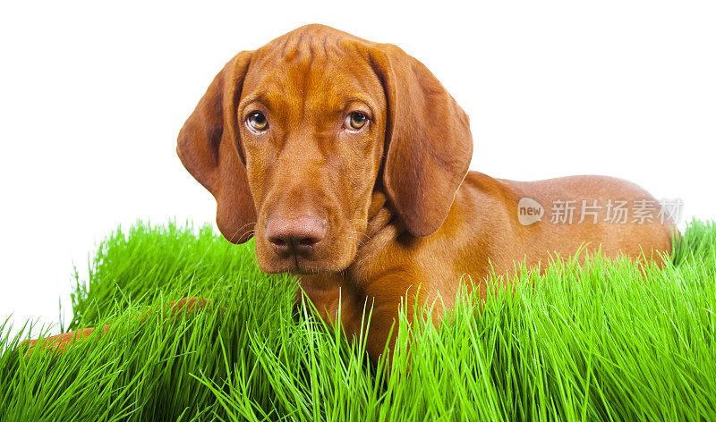 绿草地上的小狗