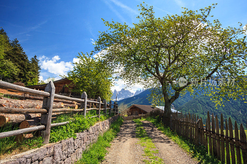 阿尔彭景观-树，篱笆和乡村道路在村庄