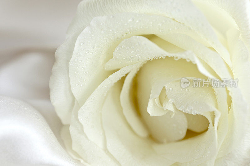 绸缎上的白玫瑰