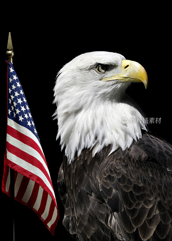 带旗的美国鹰