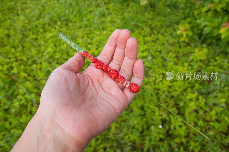 稻草上的野草莓