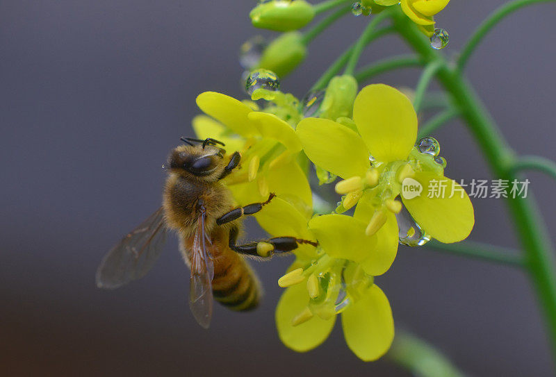 蜜蜂