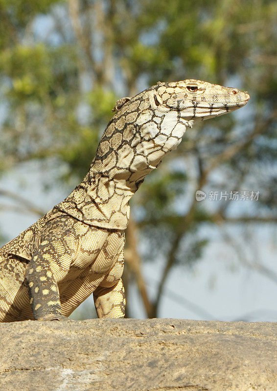 Perentie