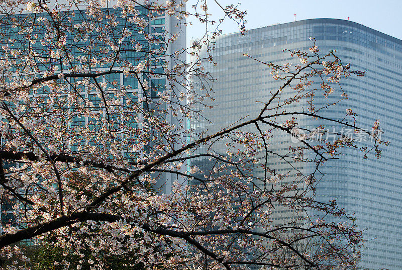 樱花日本东京