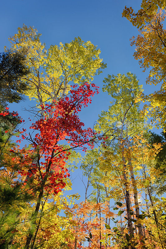 五颜六色的秋天树在密歇根州的上半岛。