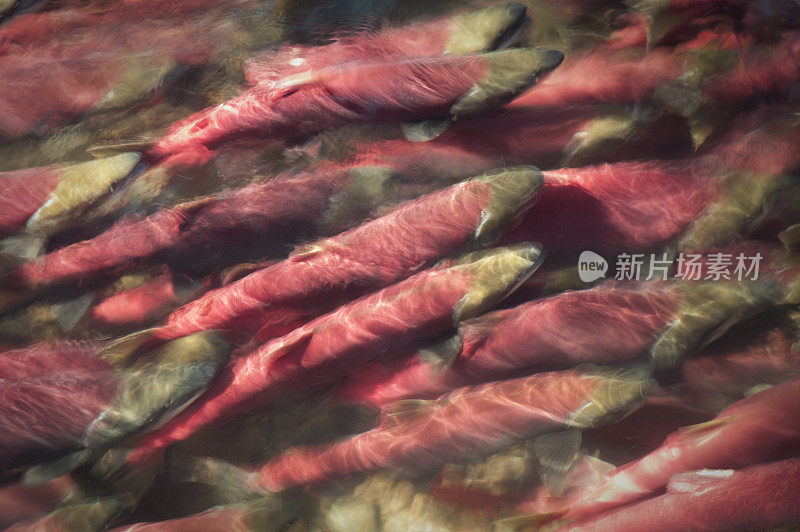 亚当斯河产卵红鲑鱼的慢镜头摘要
