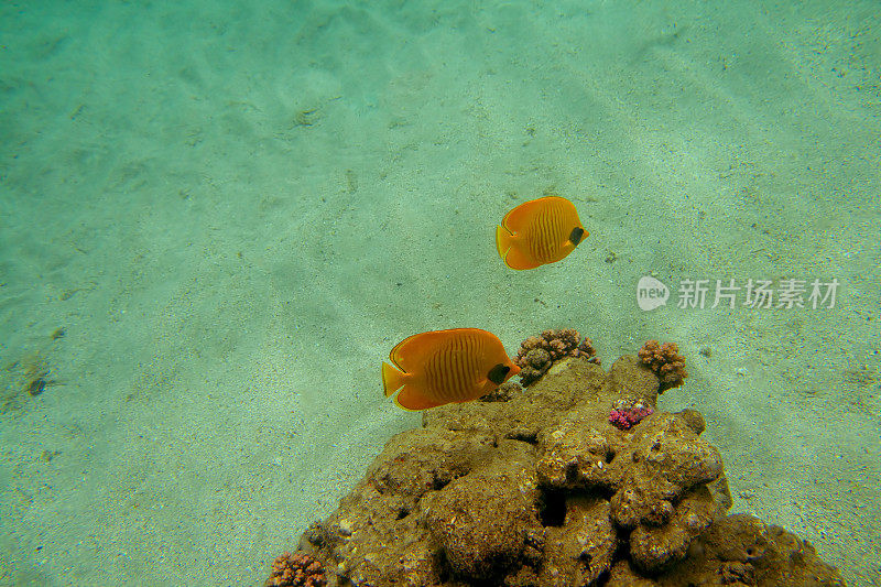 红海珊瑚礁