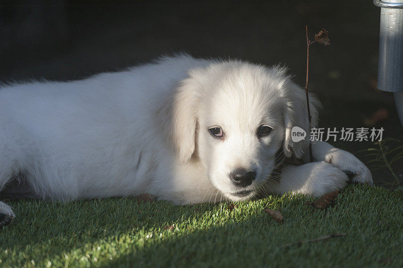 金毛猎犬小狗