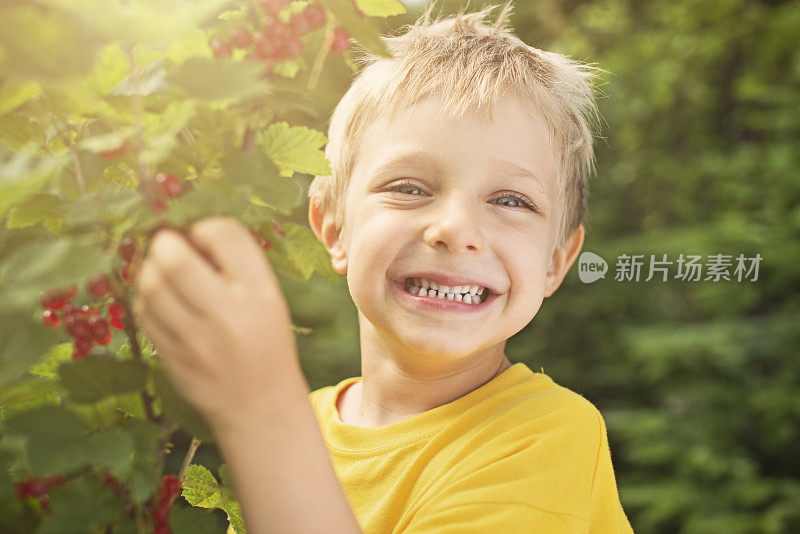 小男孩在吃灌木上的红醋栗果实