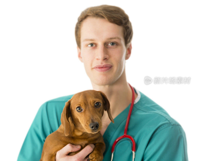 兽医照顾幼小的腊肠犬