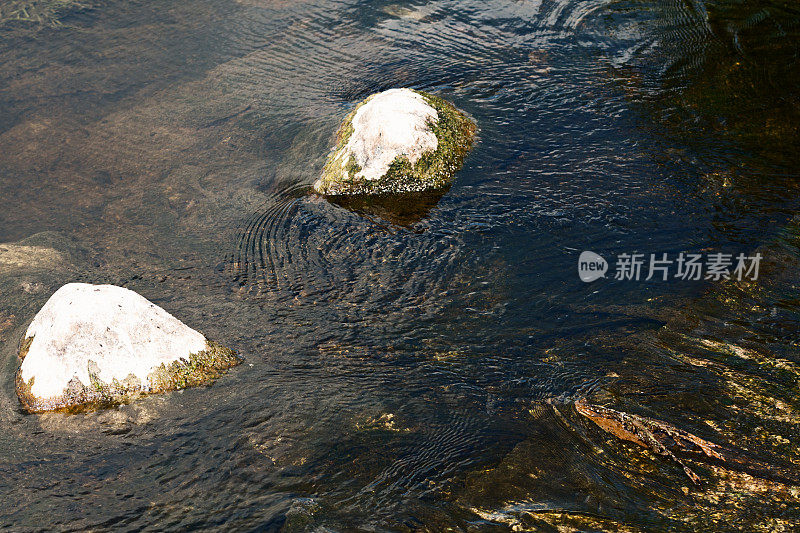河床中的岩石和海藻