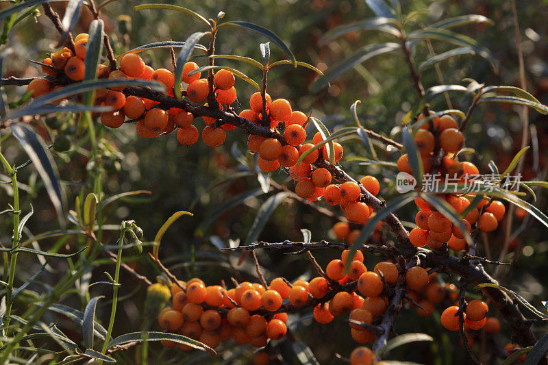 沙棘植物及果实