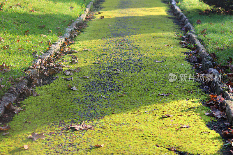 苔藓的路径，绿色苔藓覆盖的路径，风化的柏油路面的图像