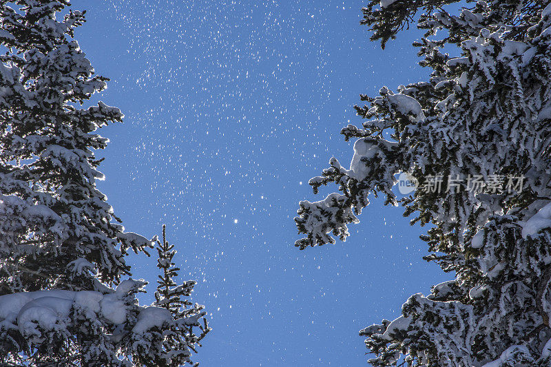 阳光穿过白雪覆盖的树林