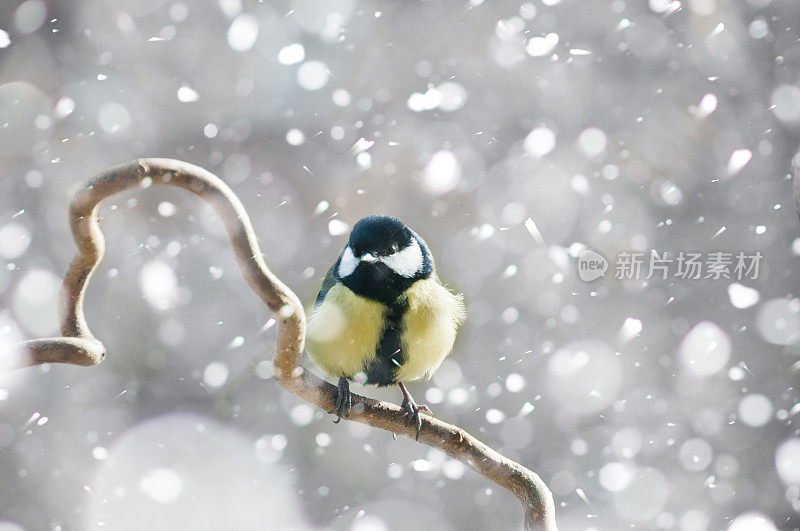 冬天，大山雀在飘落的雪中坐在树枝上