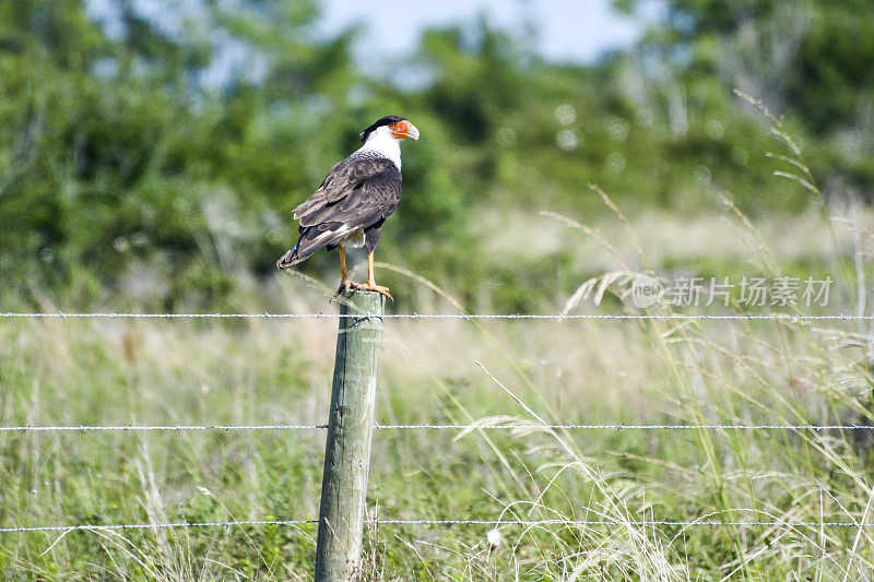 彩色的墨西哥鹰或卡拉卡拉鸟栖息在篱笆柱上