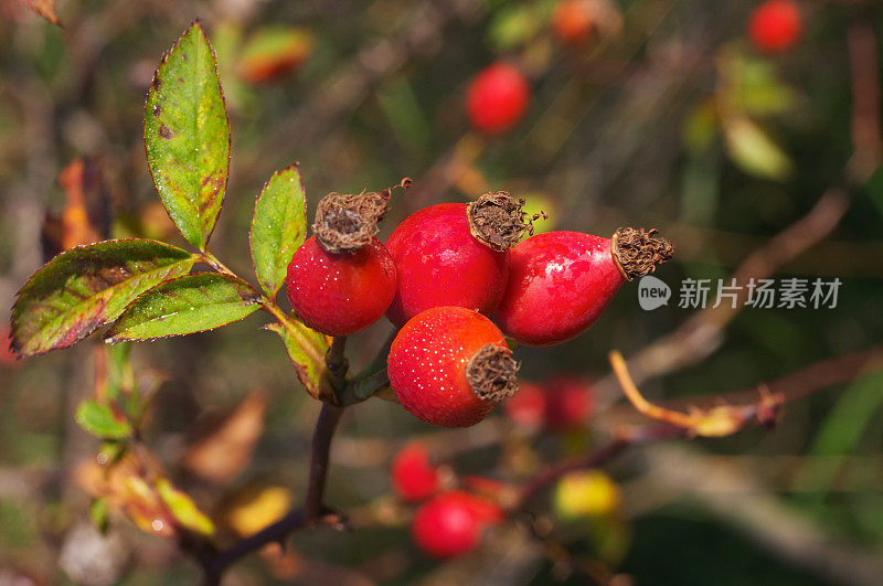 近距离玫瑰臀部