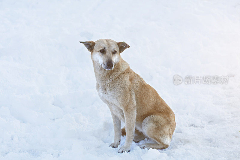 雪地里可怜的狗