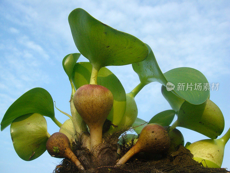 水葫芦