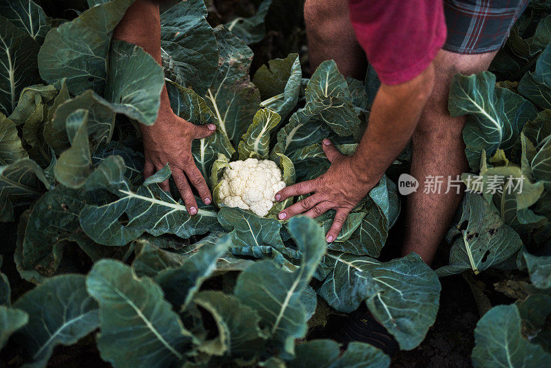 从菜园子里采摘菜花的农场工人。