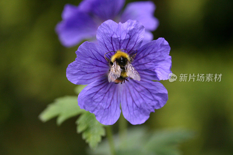 大黄蜂在花