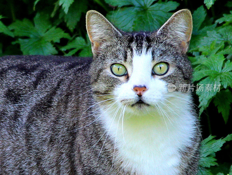 灰色家猫盯着花园，跟踪它的猎物形象