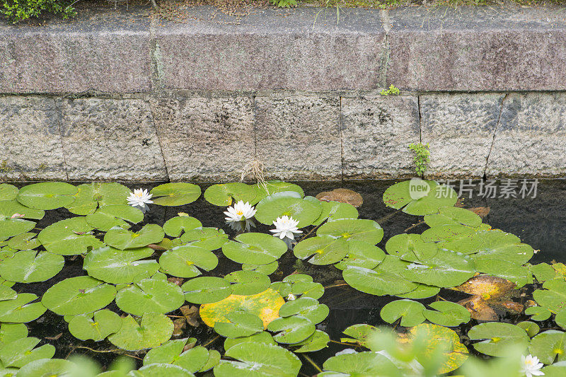 睡莲花在水通道的街道在日本京都