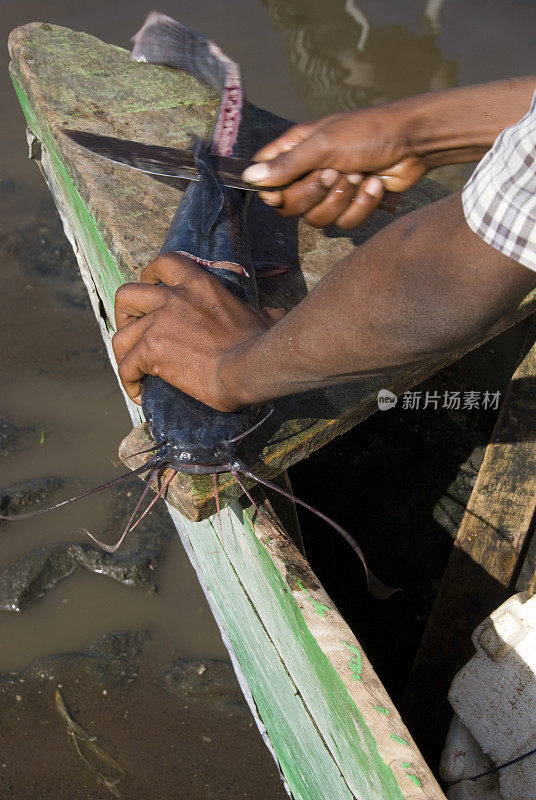 渔夫在他的船上清洗一条鲶鱼