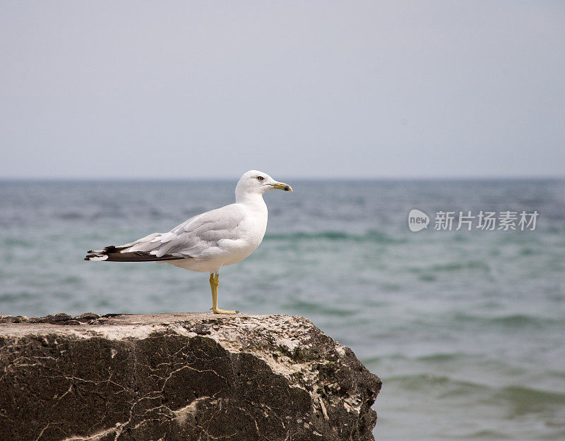 海鸥在码头