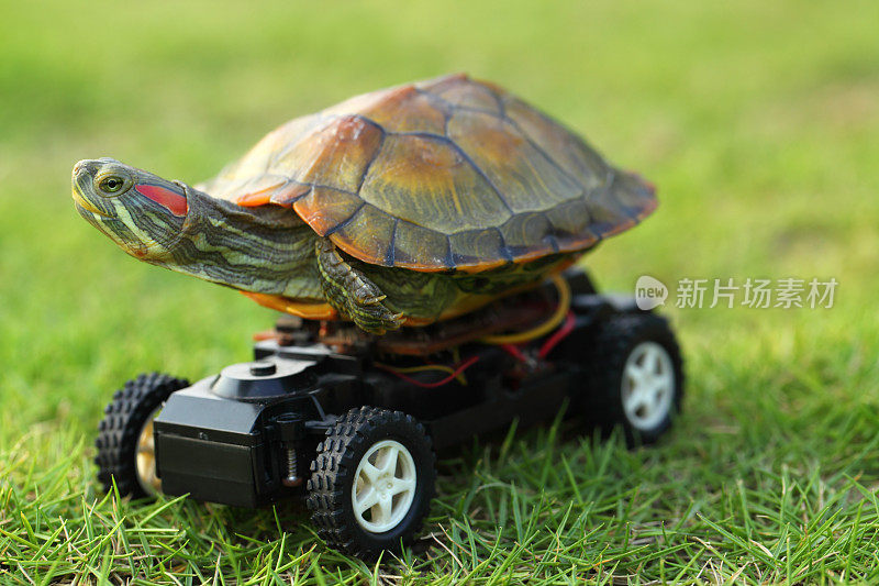 乌龟在玩具车上