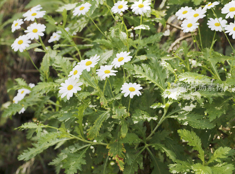 野菊花