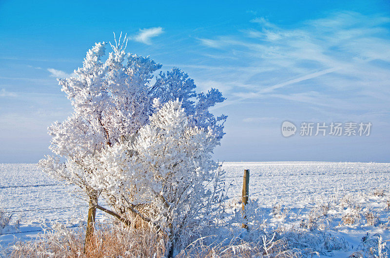 大草原的冬天有霜雪