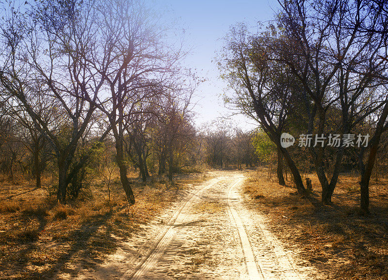 非洲野生动物保护区有轮胎痕迹的沙地公路