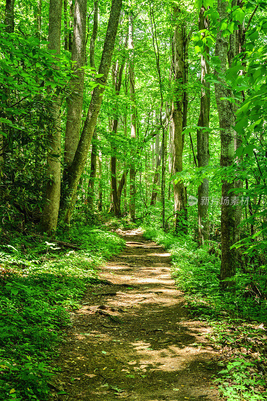 绿色树林中的徒步小径