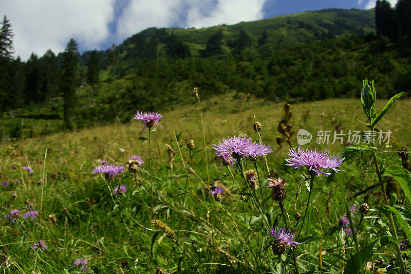 山附近Obersdorf