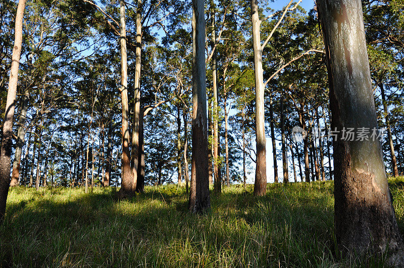 典型的澳洲桉树林