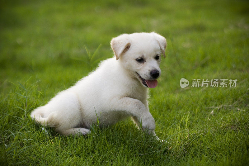 小拉布拉多寻回犬