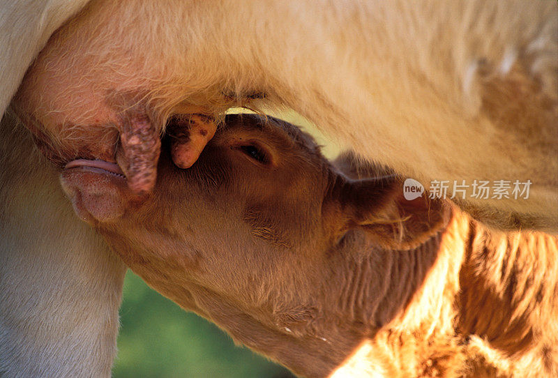 母牛和正在哺乳的小牛