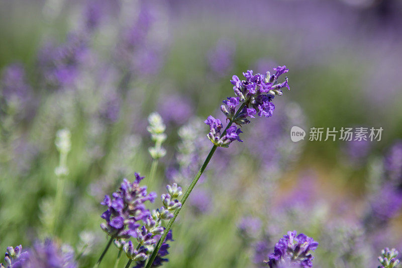 薰衣草花田