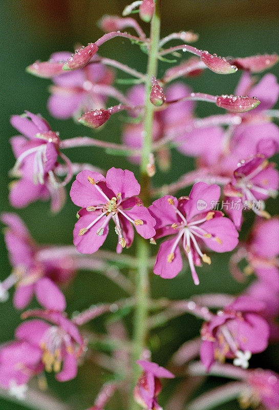 粉红色开花植物特写镜头