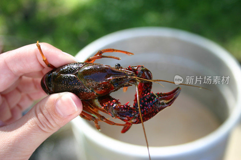 小龙虾煮