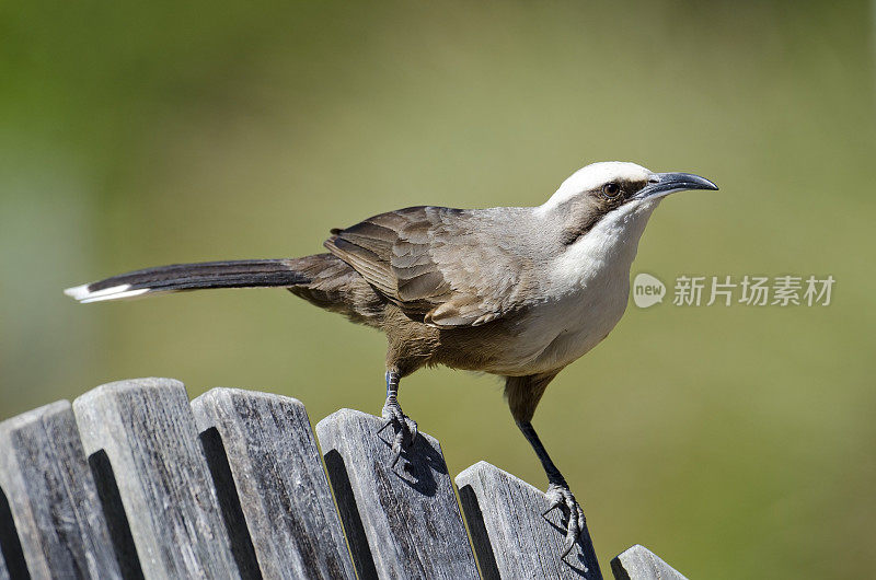 Grey-crowned胡说之人