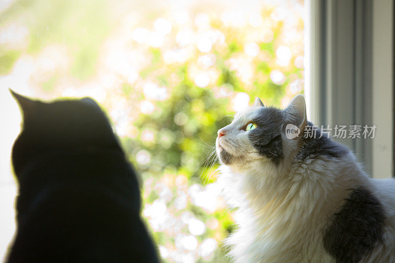 在阳光明媚的日子里，猫从门里往外看