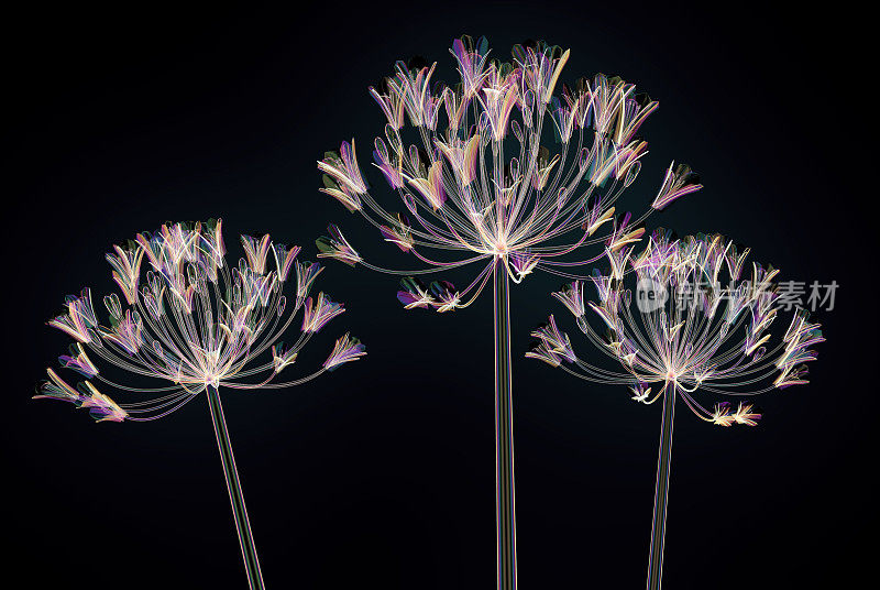 彩色玻璃花孤立在黑色，钟Agapanthus