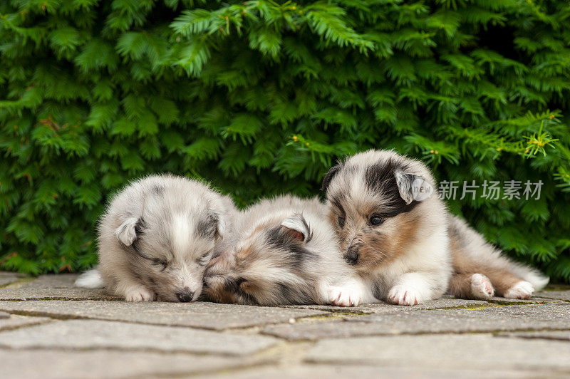 5周大的设得兰牧羊犬幼犬正在睡觉