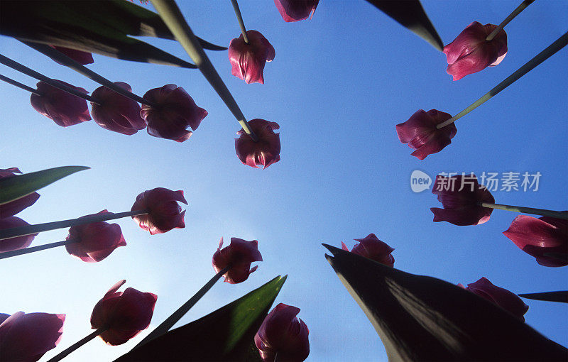 郁金香和晴朗的天空