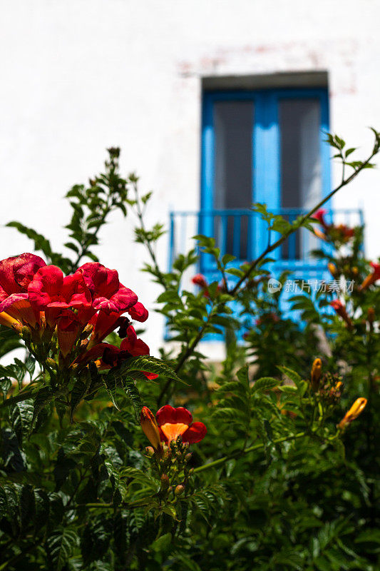 红喇叭藤和蓝窗，伊奥利亚群岛，意大利